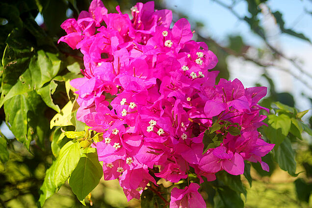 Colorful flower garden resort with beach