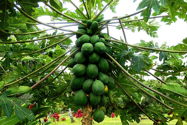 Papayas