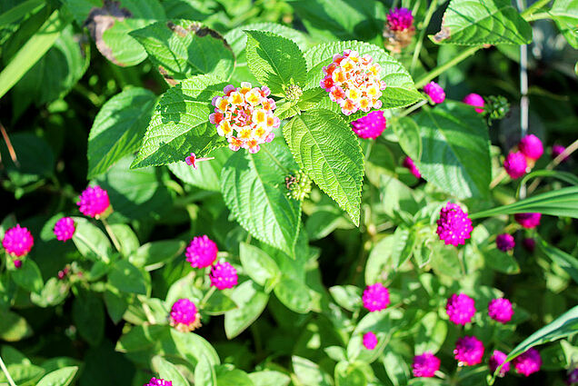 Lantana flowers in SigaSiga Sands garden