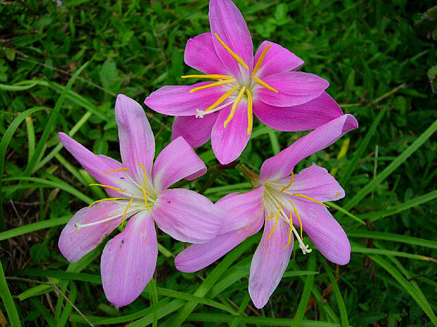 Colorful garden flowers