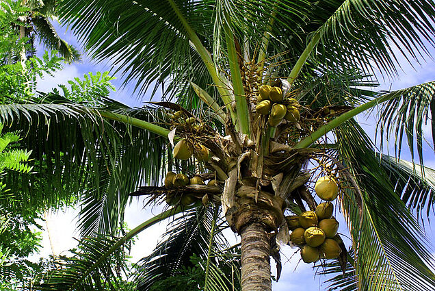 Coconuts