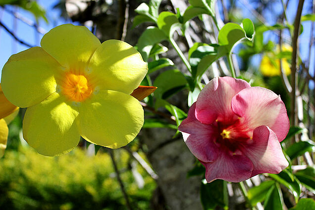 The colorful flower garden of SigaSiga Sands Resort