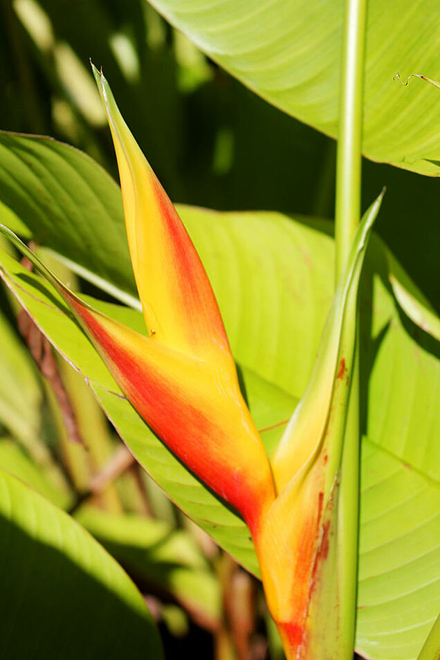 SigaSiga Sands paradise flower garden