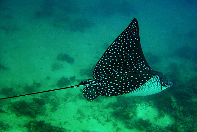 Manta Ray seen while Scuba Diving in Fiji