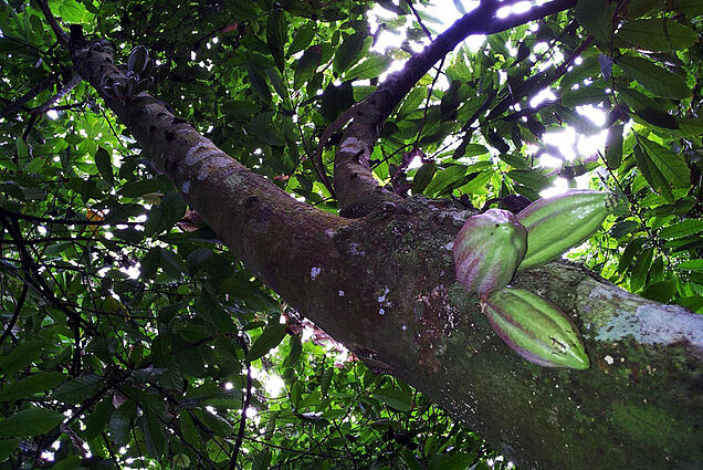 Cacao