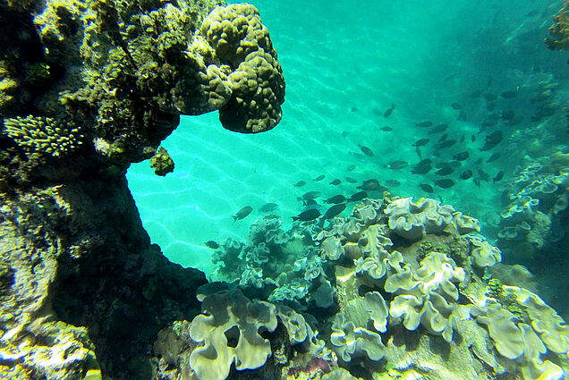 Fiji Reef Scuba-Diving