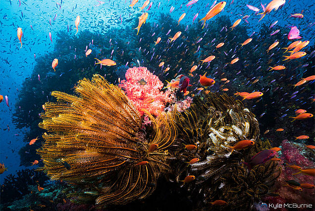 Beautiful corals on diving experience in Fiji