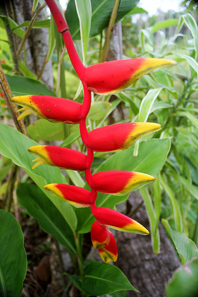 Flowers in paradise beach garden