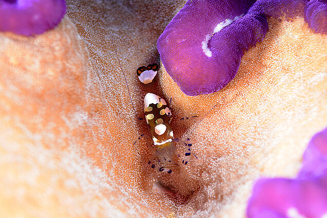 Shrimp seen during reef diving