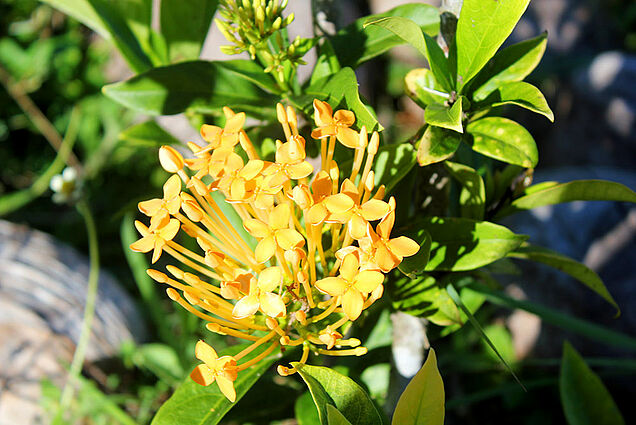 Flower garden at SigaSiga Sands Resort