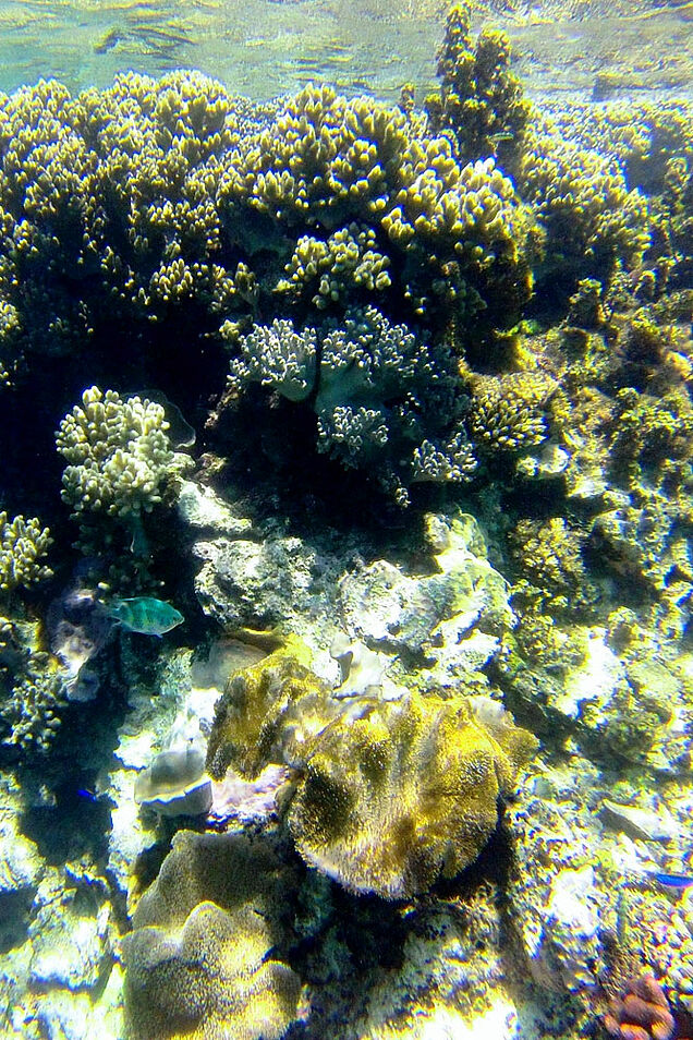 Untouched coral reef on Scuba-Diving tour