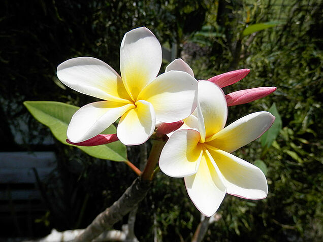 Beautiful flowers growing all over the property