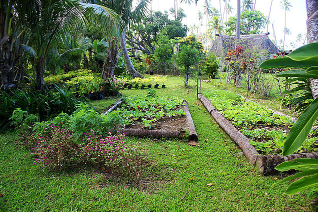 Organic vegetable garden in Fiji