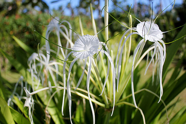 Beautiful outa space flowers at SigaSiga Sands