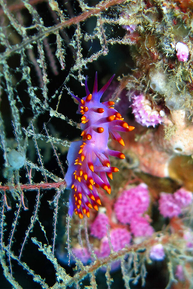 Nudibranch on diving tour