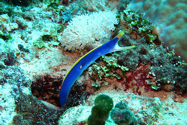 Blue Snail seen during reef snorkeling in Fiji