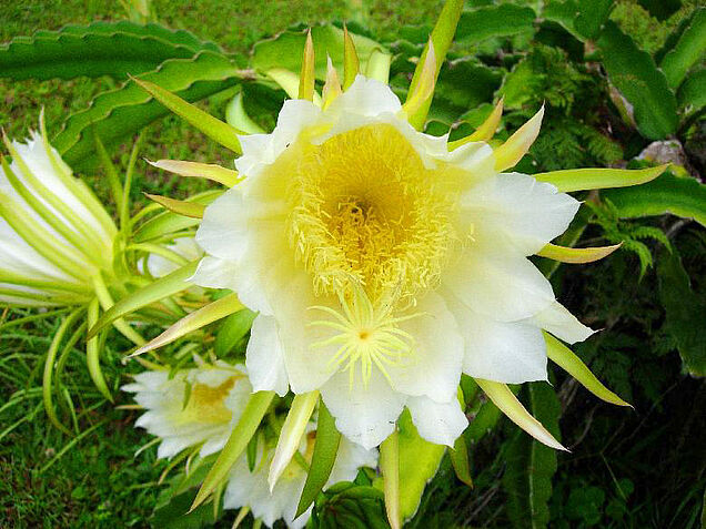 Cactus flower in SigaSiga Sands garden