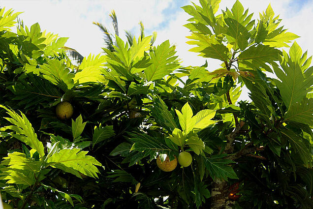 Breadfruit