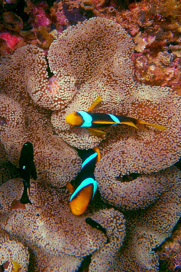 Clown fish seen during diving trip