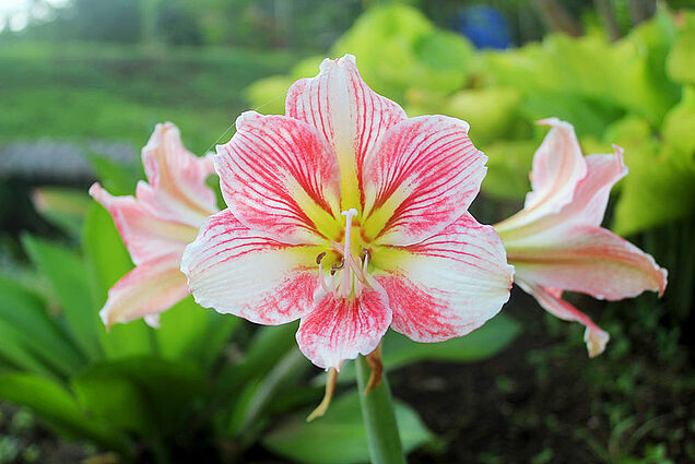 Colors of Fiji on our property